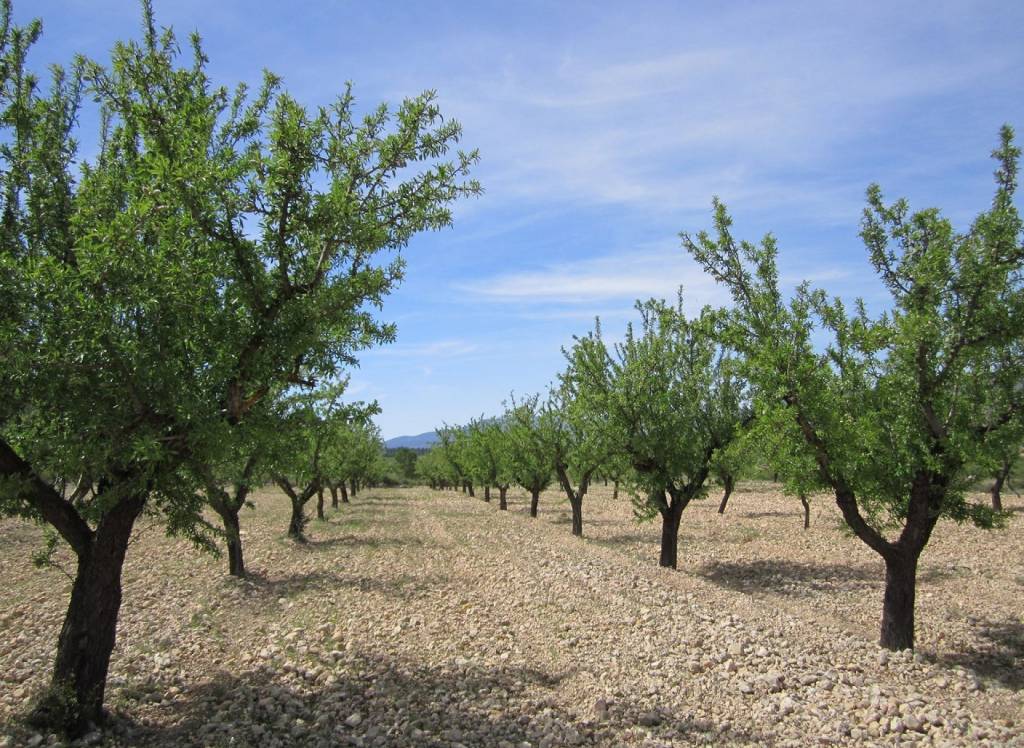 Resale - Land - Yecla