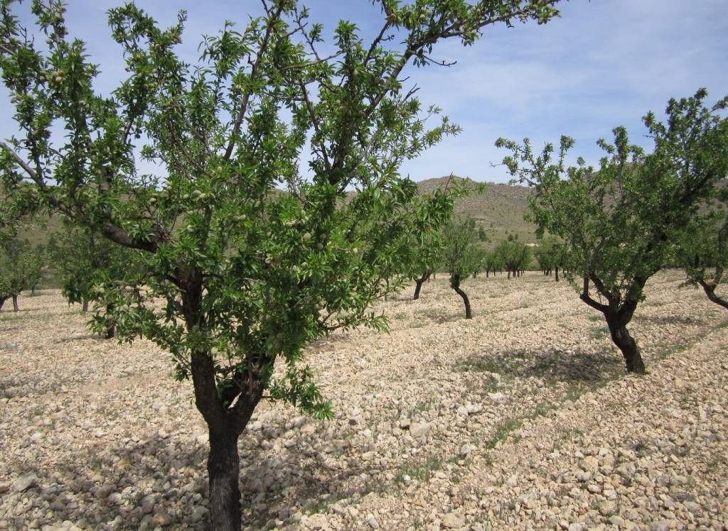 Resale - Land - Yecla