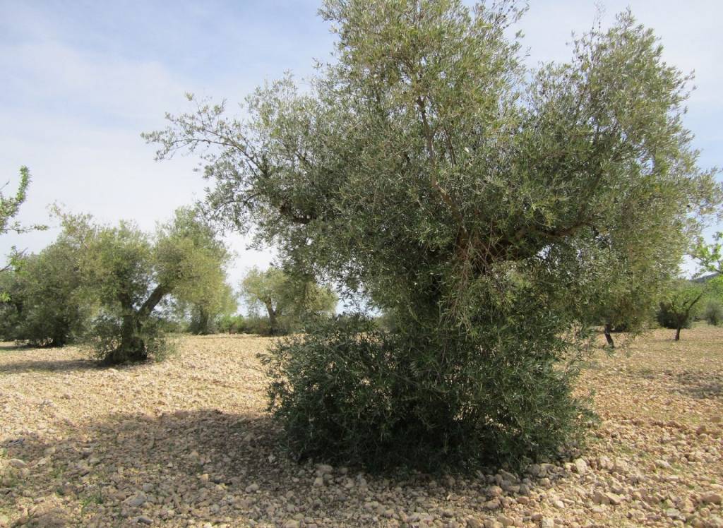 Resale - Land - Yecla