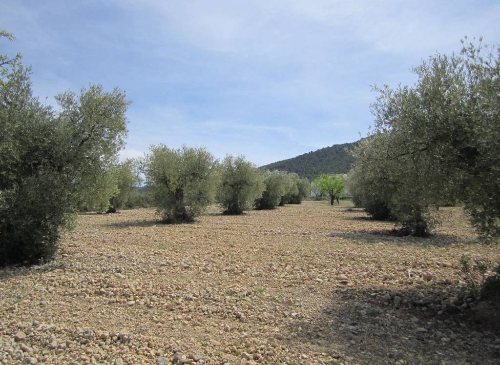 Resale - Land - Yecla