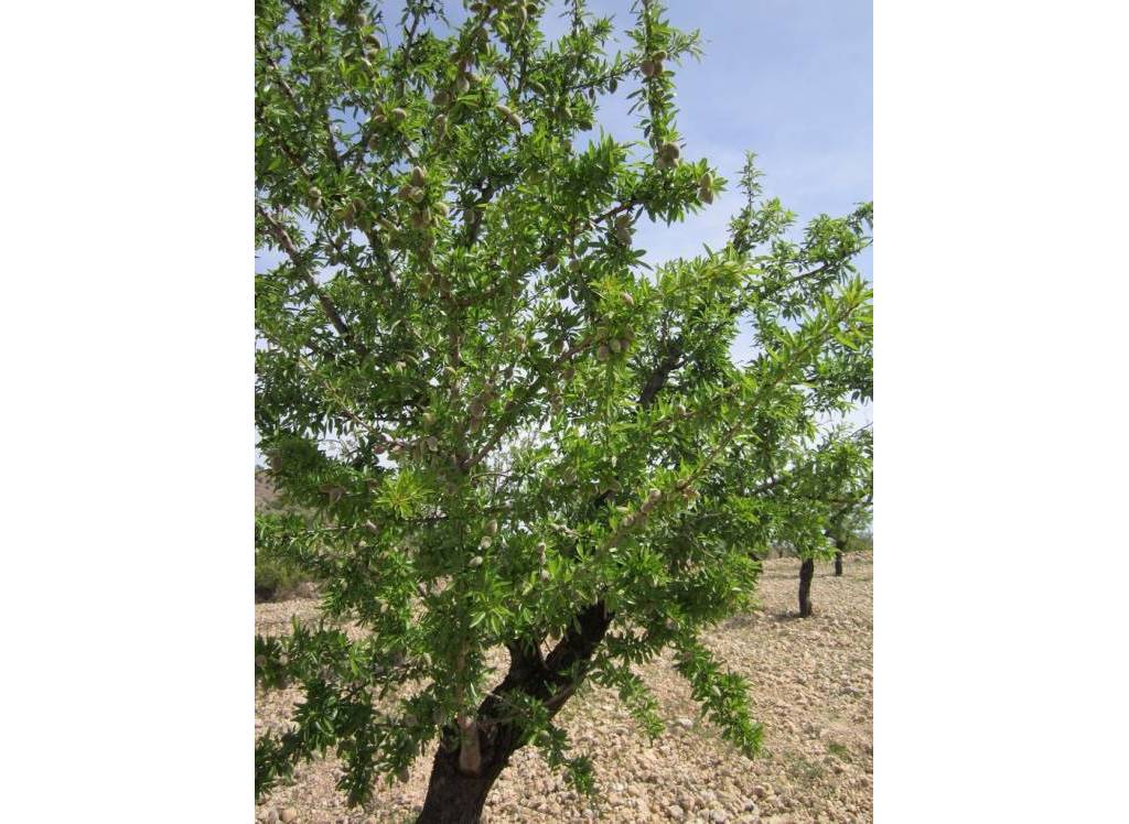 Resale - Land - Yecla