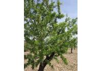 Resale - Land - Yecla