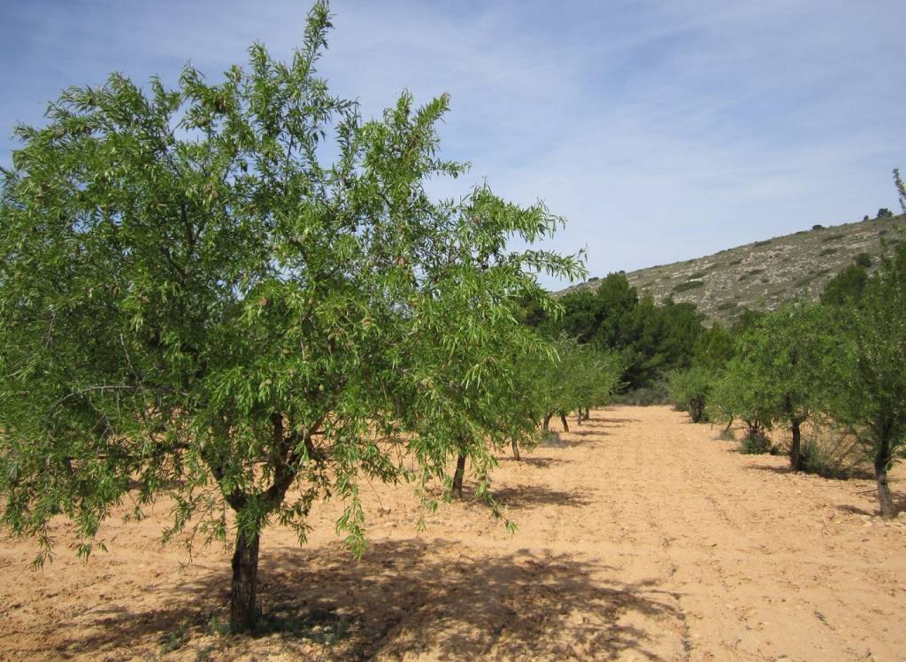 Resale - Land - Yecla