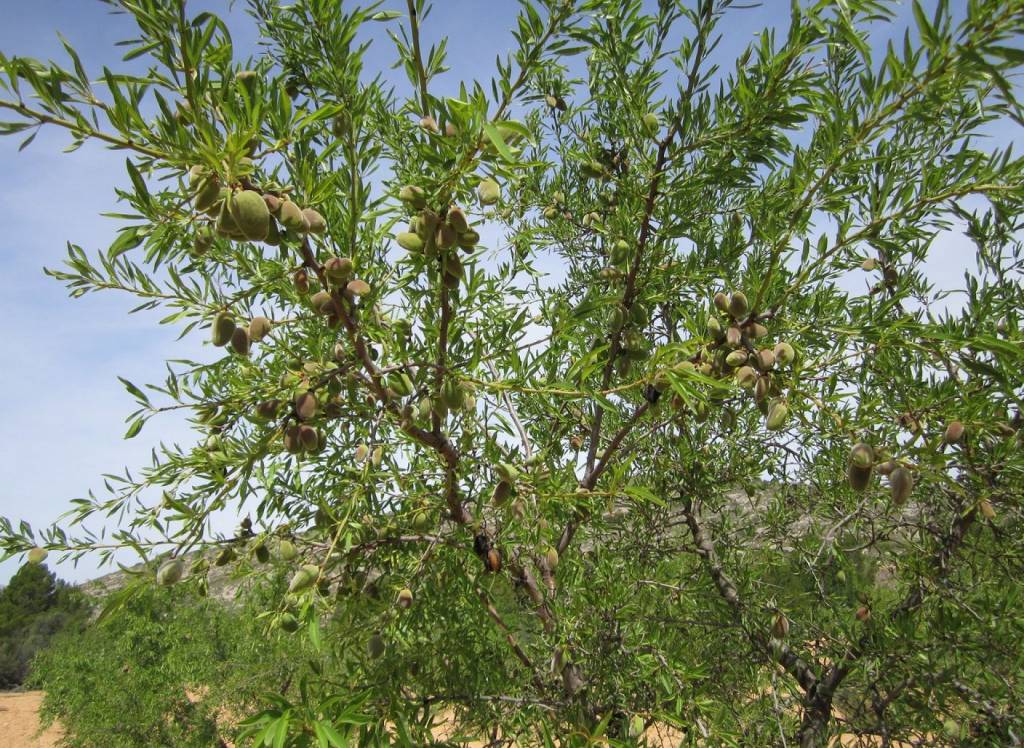 Resale - Land - Yecla