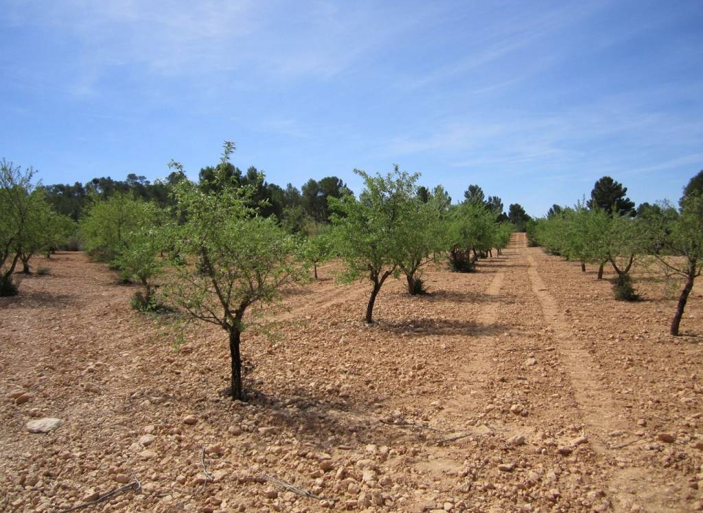 Resale - Land - Yecla