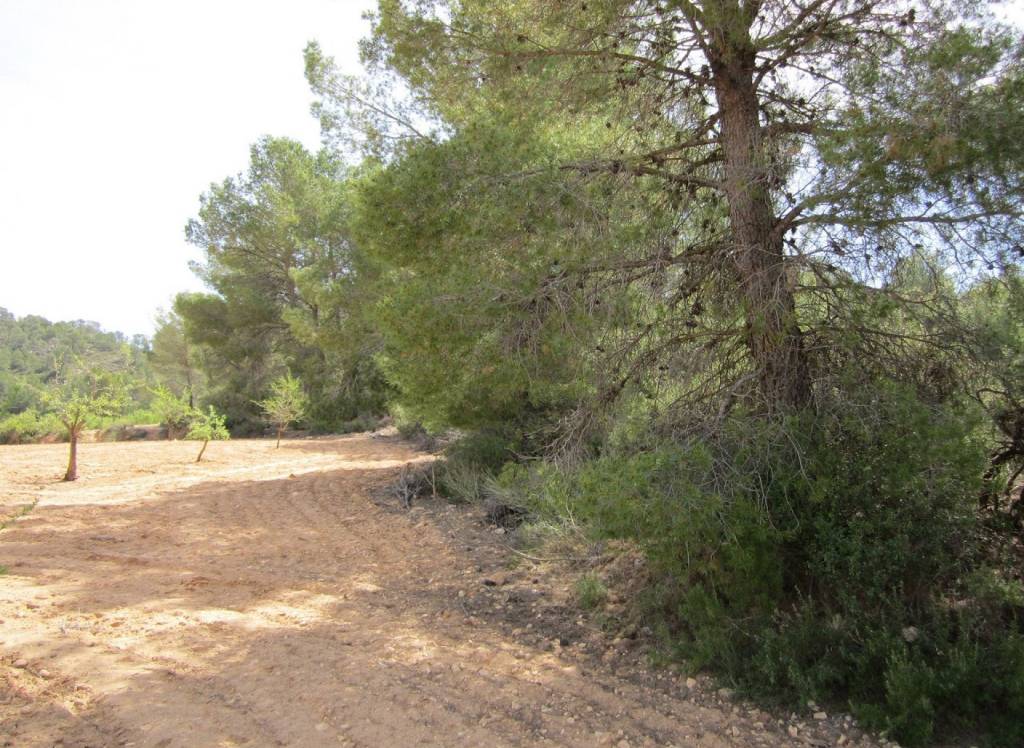 Resale - Land - Yecla