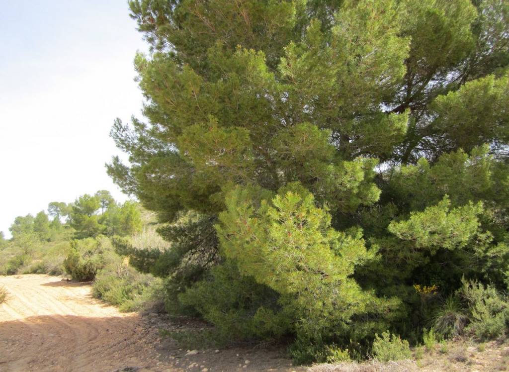 Resale - Land - Yecla