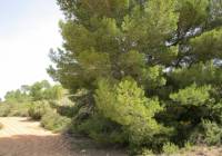 Resale - Land - Yecla