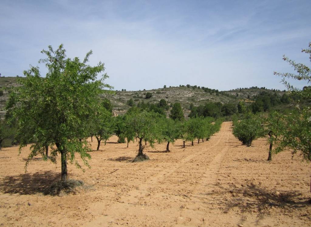 Resale - Land - Yecla