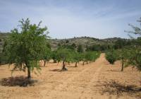 Resale - Land - Yecla