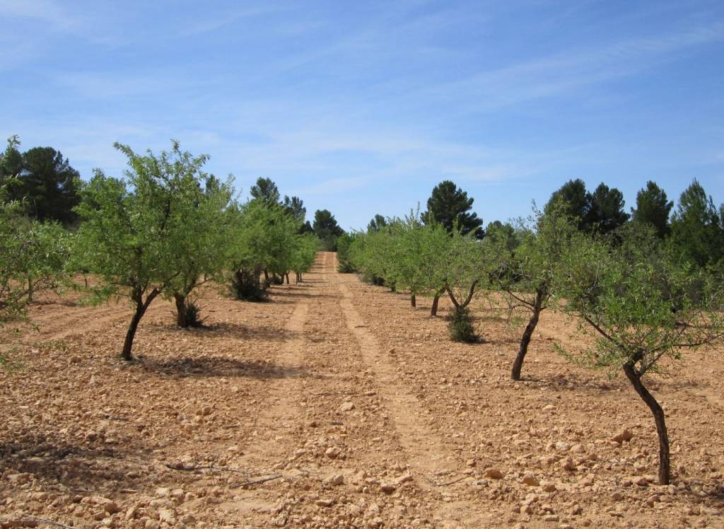 Resale - Land - Yecla