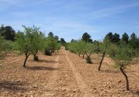 Resale - Land - Yecla