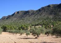 Resale - Land - Yecla