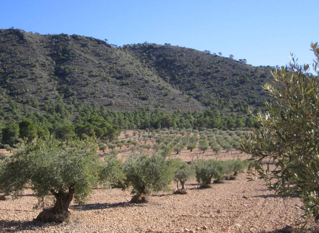 Resale - Land - Yecla