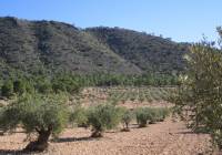 Resale - Land - Yecla