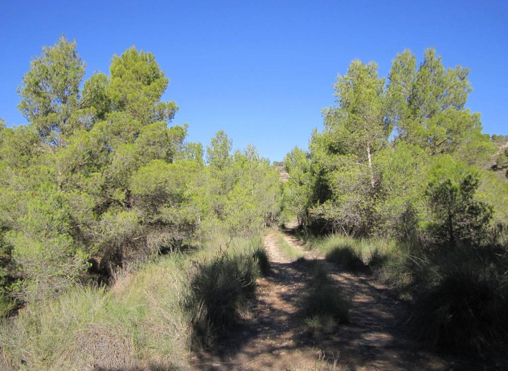 Resale - Land - Yecla