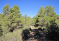 Resale - Land - Yecla