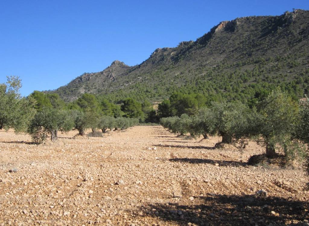 Resale - Land - Yecla