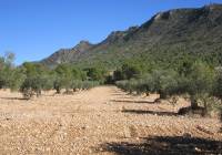 Resale - Land - Yecla