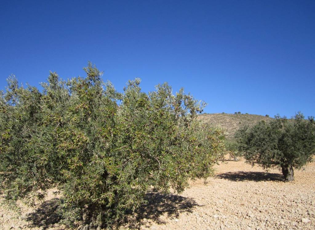 Resale - Land - Yecla