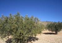 Resale - Land - Yecla