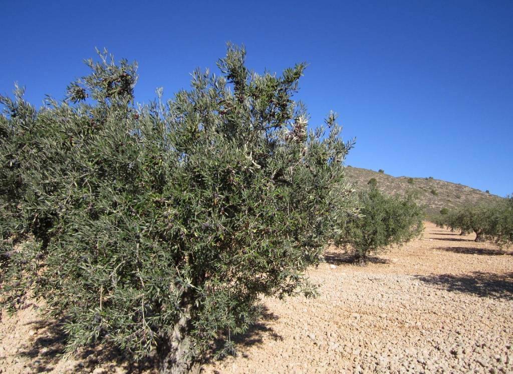 Resale - Land - Yecla