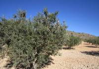 Resale - Land - Yecla