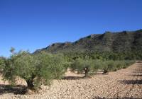 Resale - Land - Yecla