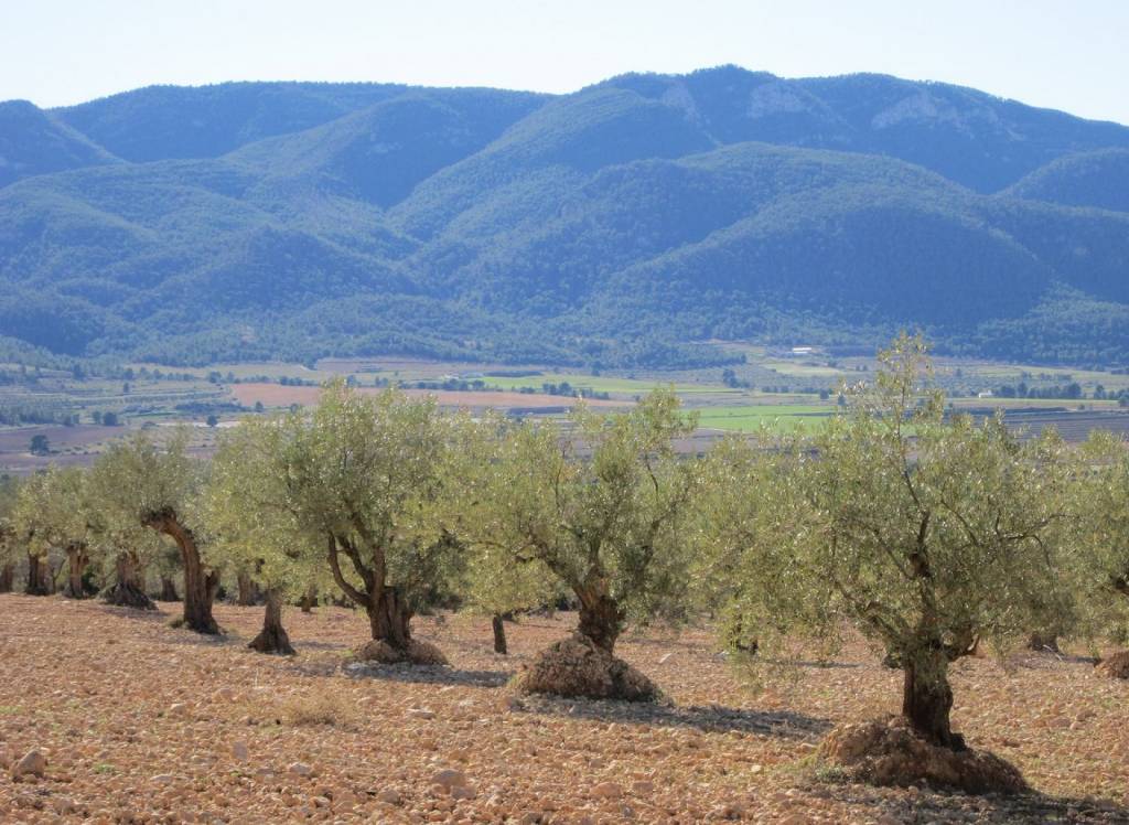 Resale - Land - Yecla