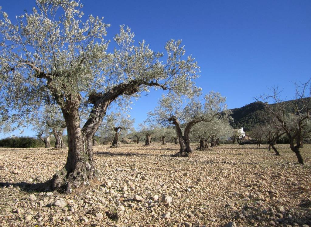 Resale - Land - Yecla