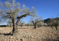 Resale - Land - Yecla