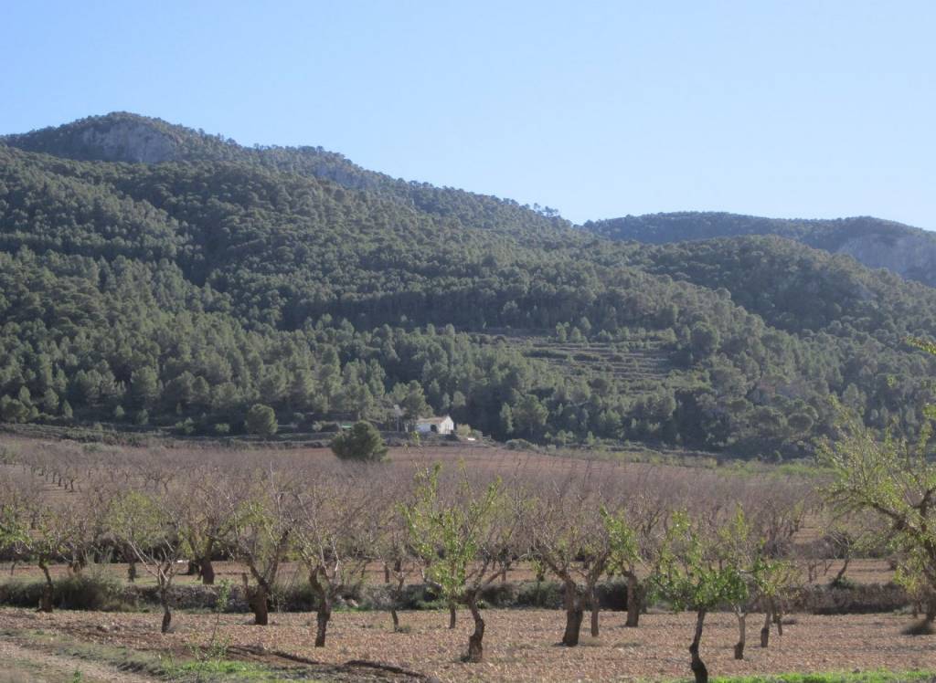 Resale - Land - Yecla