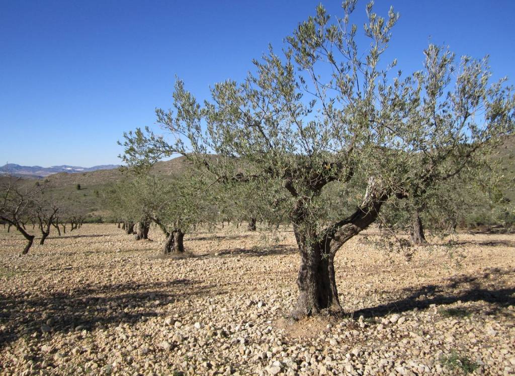 Resale - Land - Yecla