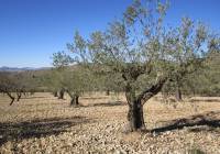 Resale - Land - Yecla