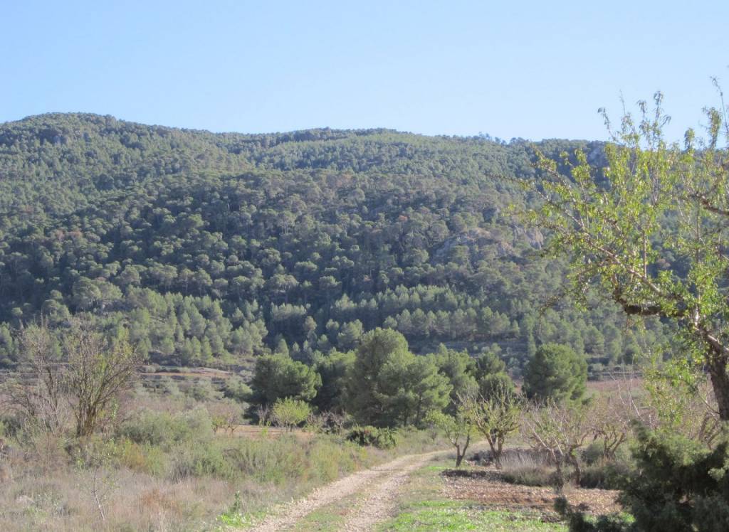 Resale - Land - Yecla