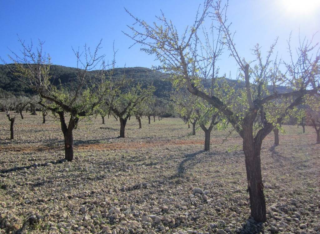 Resale - Land - Yecla