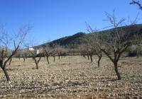 Resale - Land - Yecla