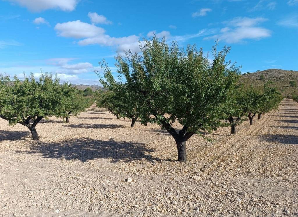 Resale - Land - Yecla