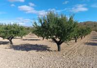 Resale - Land - Yecla