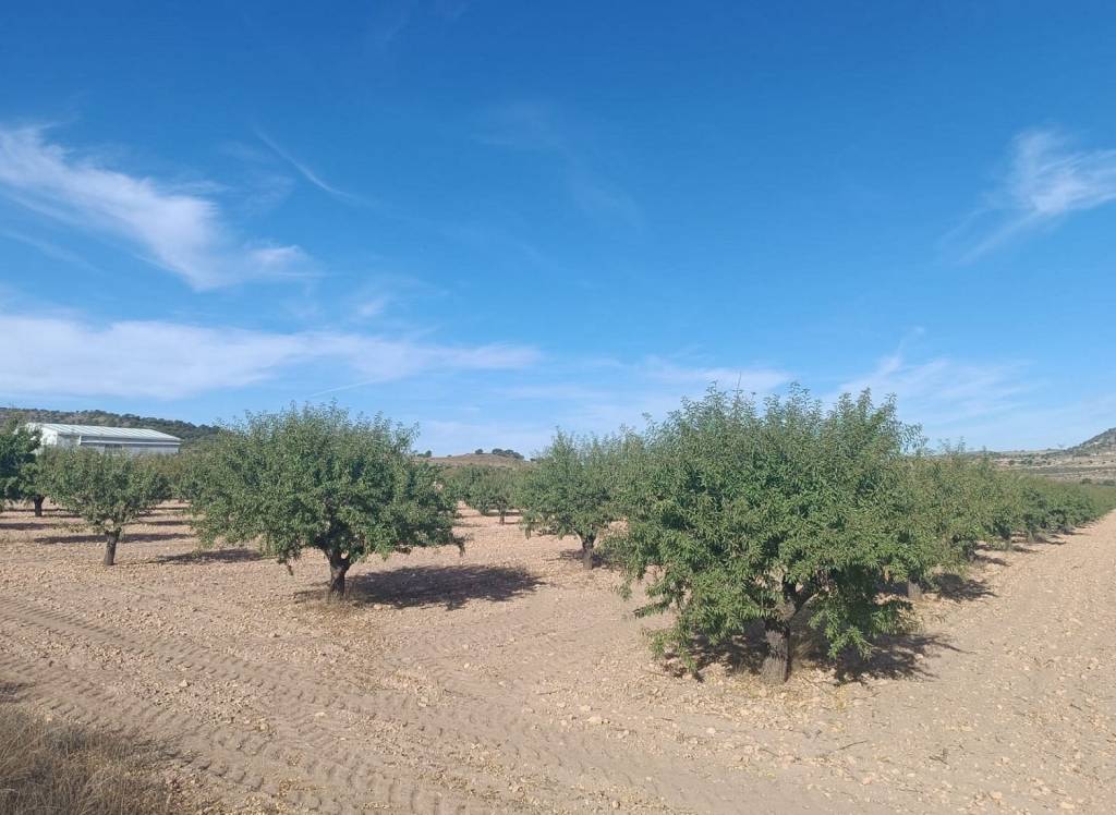 Resale - Land - Yecla