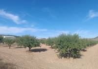 Resale - Land - Yecla