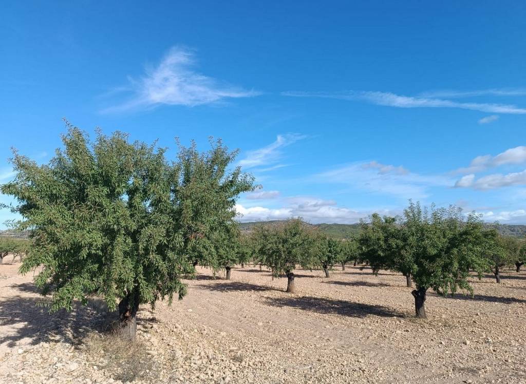 Resale - Land - Yecla