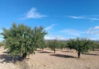 Resale - Land - Yecla