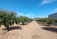 Resale - Land - Yecla