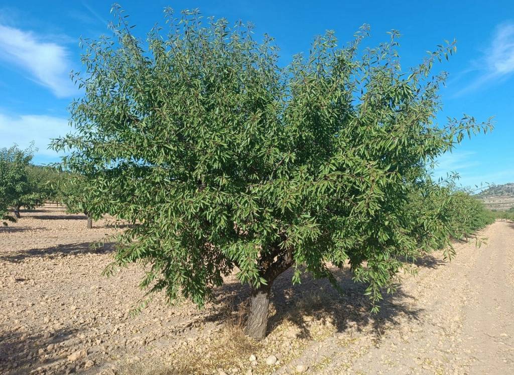 Resale - Land - Yecla