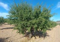 Resale - Land - Yecla