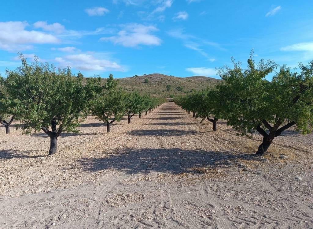 Resale - Land - Yecla