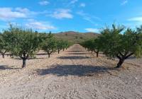 Resale - Land - Yecla