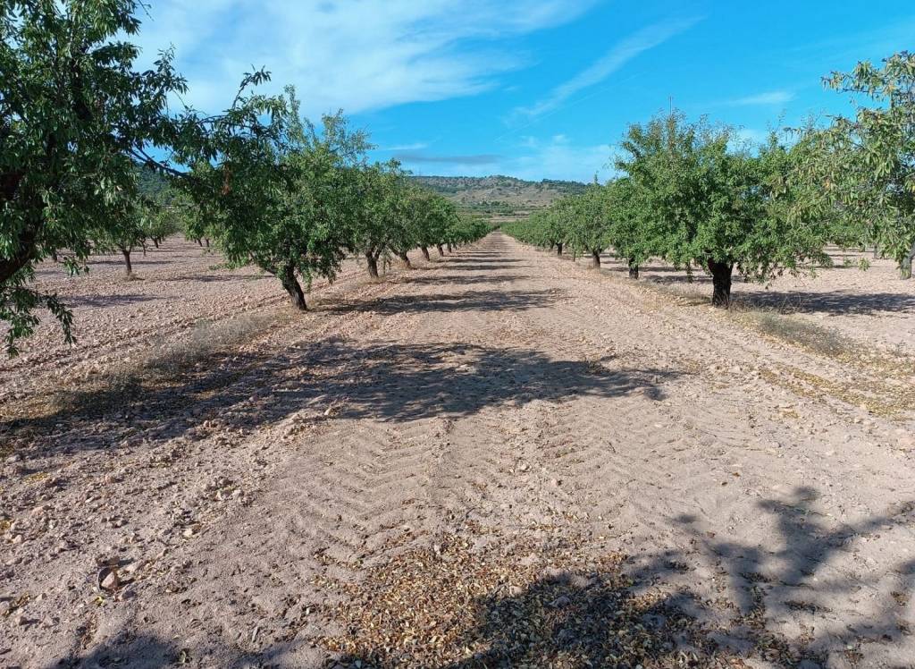 Resale - Land - Yecla