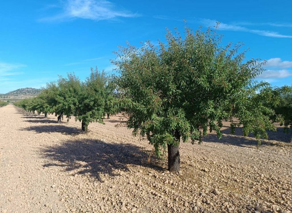 Resale - Land - Yecla